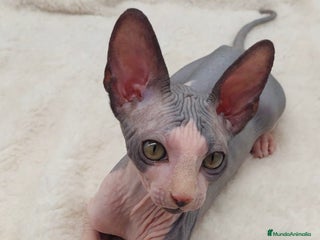 Sphynx gatos Preciosa camada de machitos - Anuncio 1