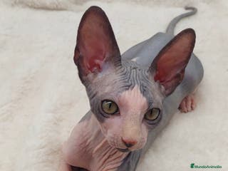 Sphynx gatos Preciosa camada de machitos - Anuncio 20