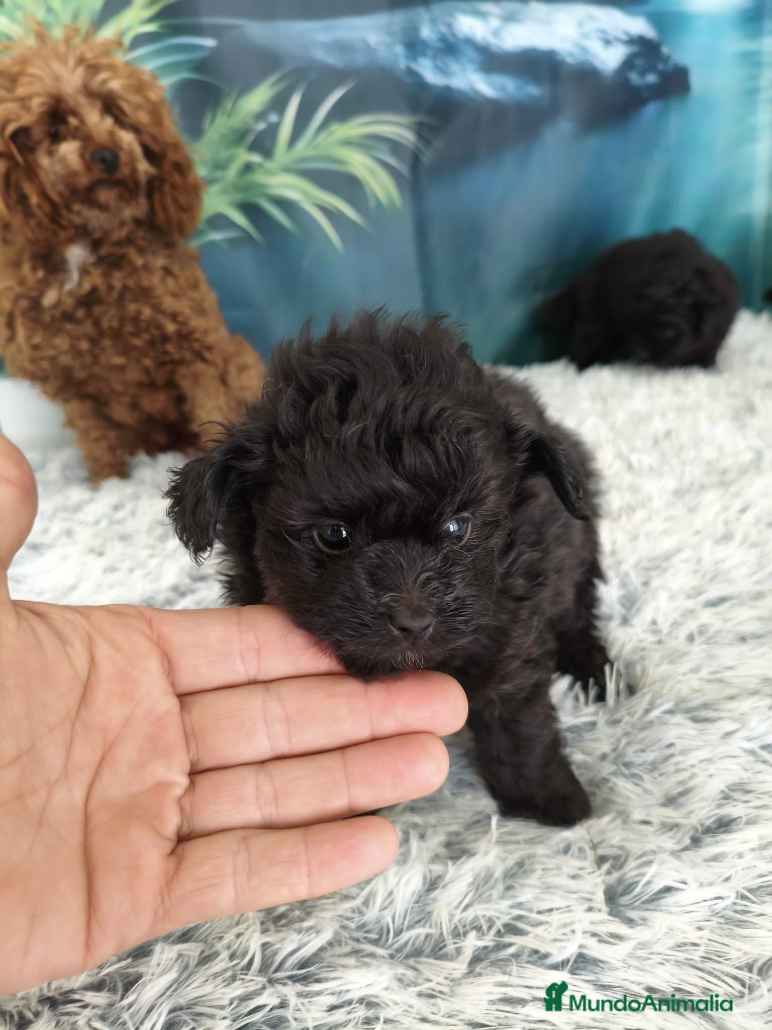 Pomapoo perros pomapoo toy  - Anuncio 3