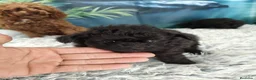 Pomapoo perros en venta: pomapoo toy  - Anuncio 1