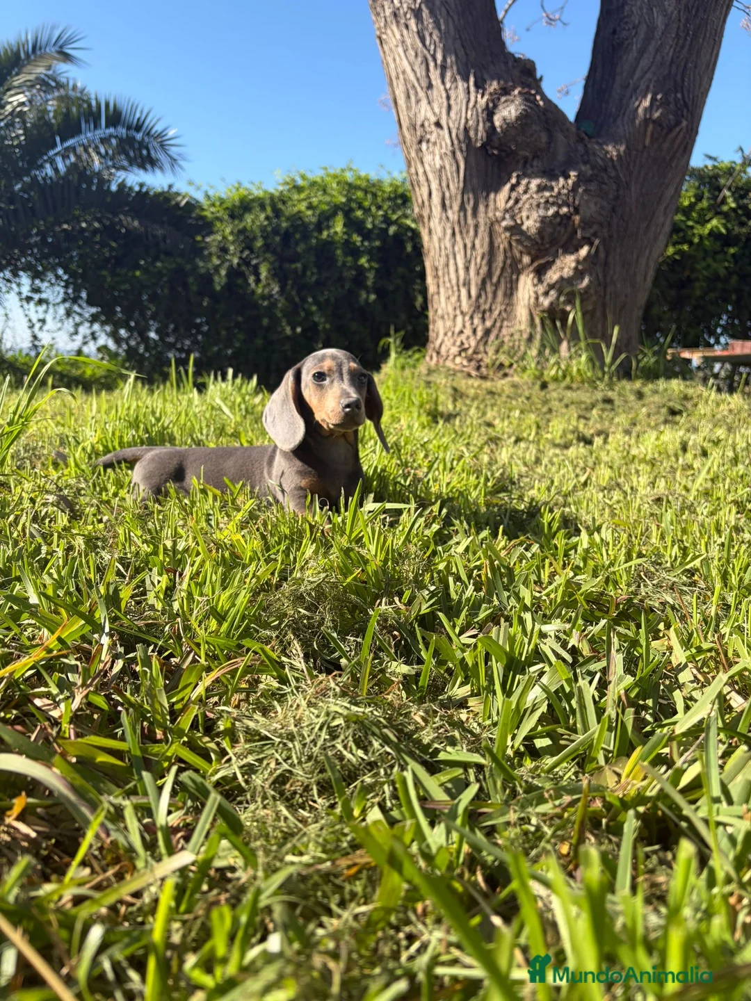 Teckel Miniatura perros en venta: Teckel miniatura - Anuncio 1