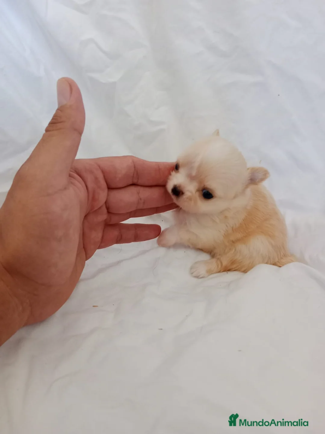 Chihuahua perros en venta: preciosos chihuahuas toy - Anuncio 3