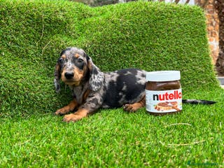 Teckel Miniatura perros Teckel MADRID en Ciudad Real - Anuncio 6