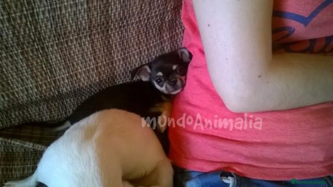 Imagen de galería {{count}}