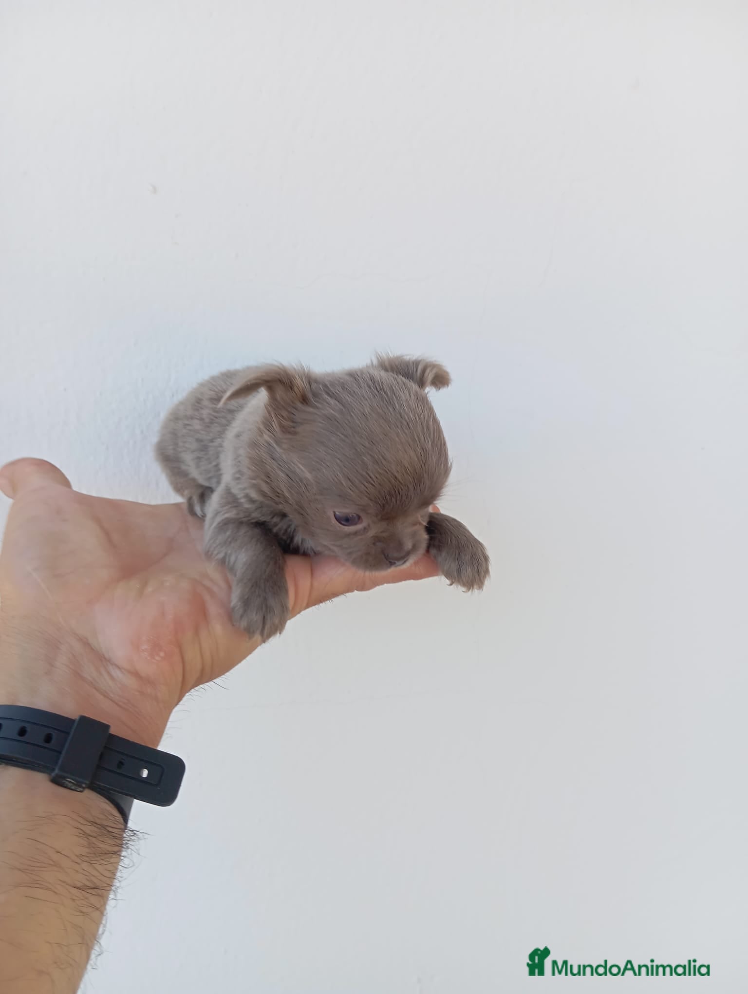 Chihuahua perros chihuahua linea Rusa - Anuncio 1