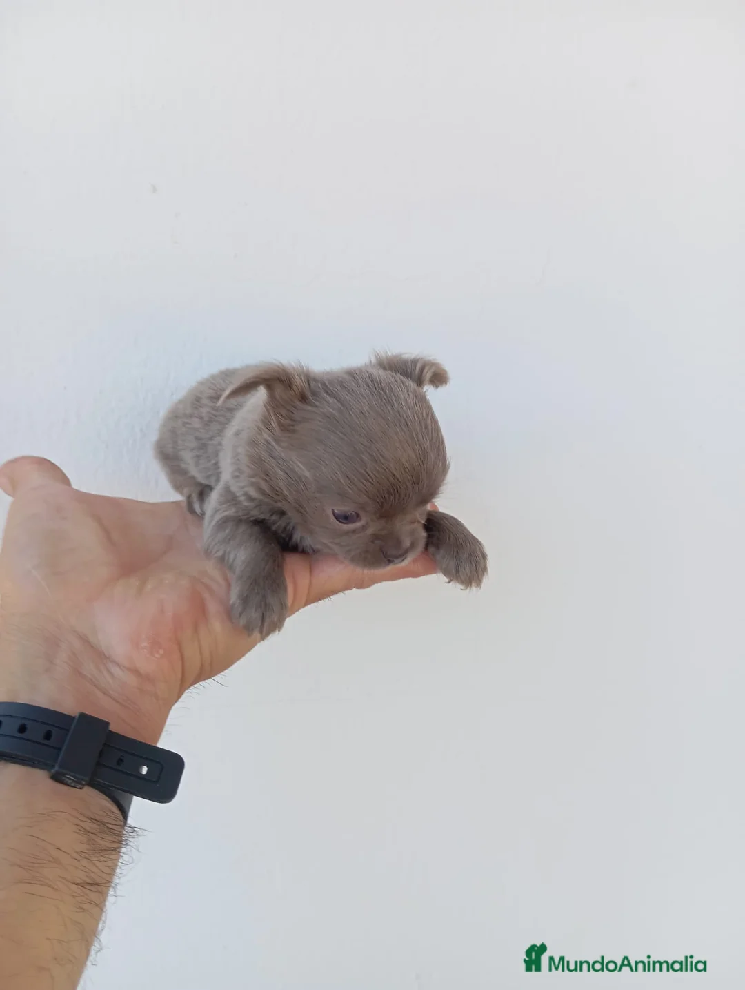 Chihuahua perros en venta: chihuahua linea Rusa - Anuncio 1