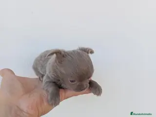 Chihuahua perros chihuahua linea Rusa - Anuncio 1