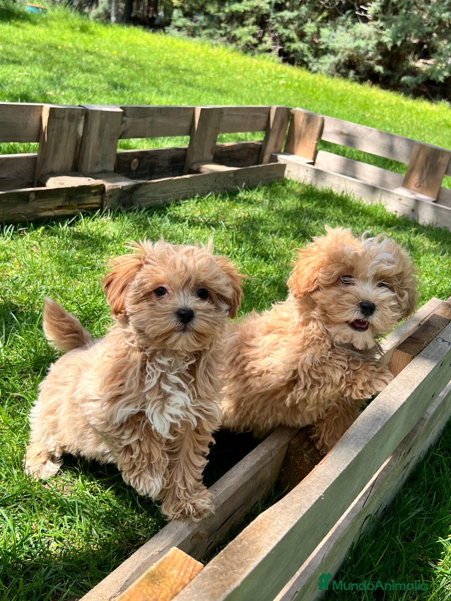 Maltipoo perros Maltipoo - Anuncio 5