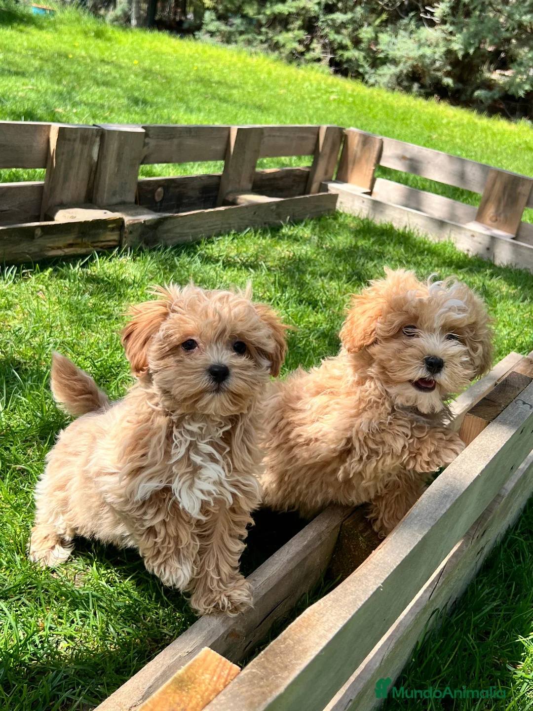 Maltipoo perros en venta: Maltipoo - Anuncio 1