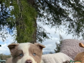Border Collie perros en Ciudad Real - Anuncio 15