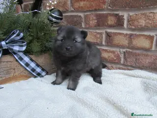 Akita Americano perros Tests - Anuncio 3