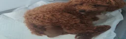 Caniche Toy perros en venta: Caniche toy Prao Toro  en Madrid - Anuncio 6