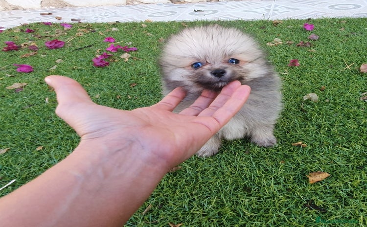 Pomerania perros - Anuncio 2