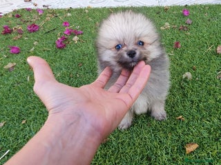 Pomerania perros - Anuncio 23