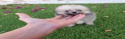 Pomerania perros en venta: Pomerania Toy - Anuncio 8