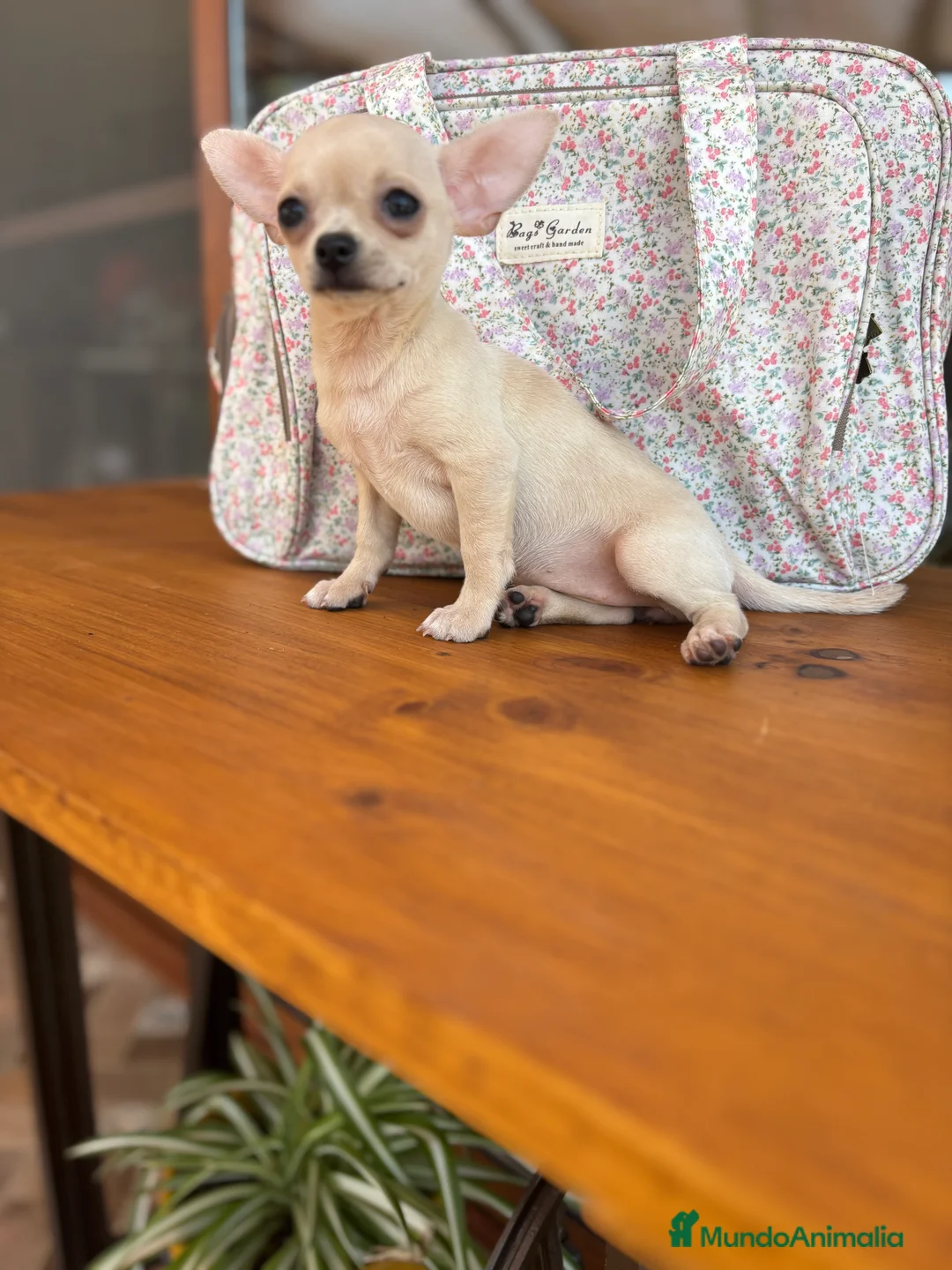 Chihuahua perros en venta: Chihuahua Hembra color blanco crema. - Anuncio 3