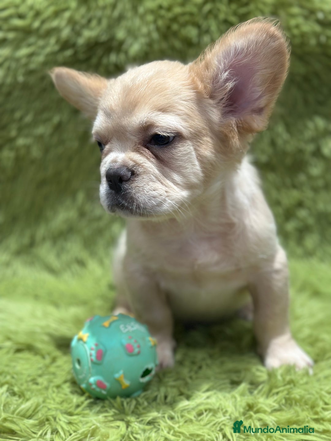 Bulldog Francés perros en venta: BULLDOG FRANCÉS FLUFFY PLATINUM - Imagen 3