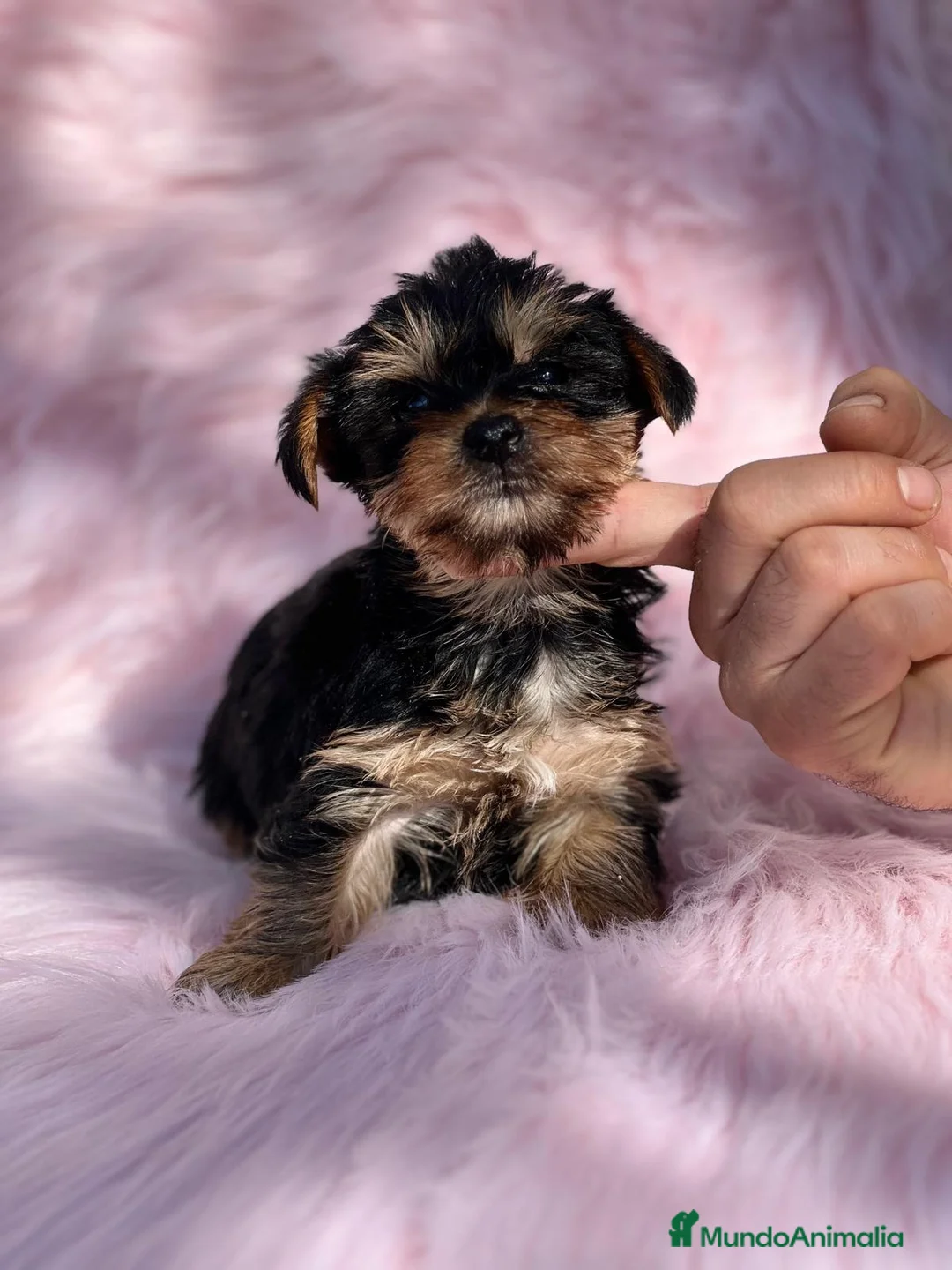 Yorkshire Terrier perros en venta: YORKY HEMBRITA MINITOY DISPONIBLE en Barcelona - Anuncio 2