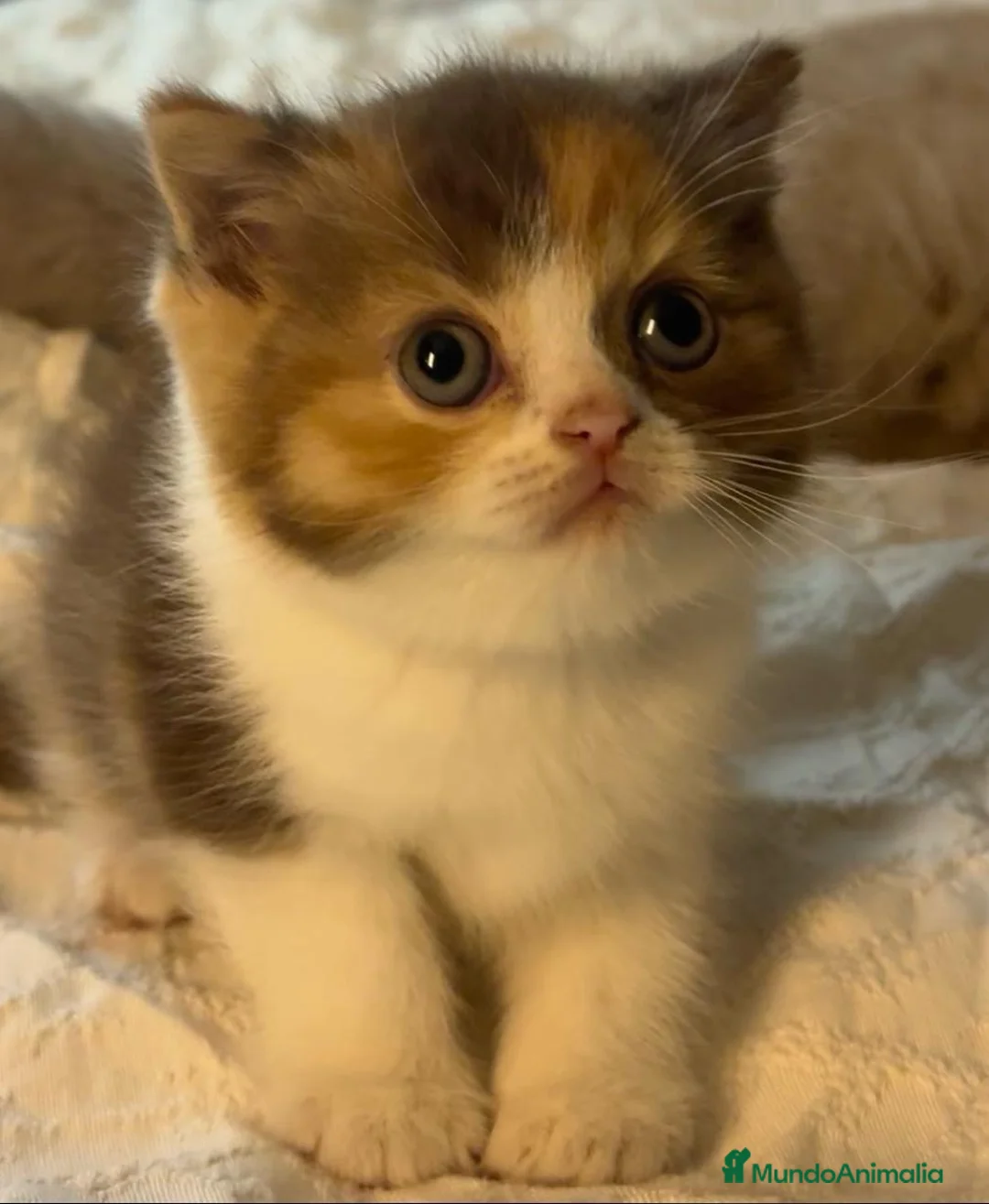 Británico de Pelo Corto gatos en venta: Cachorro British Shorthair  - Anuncio 3