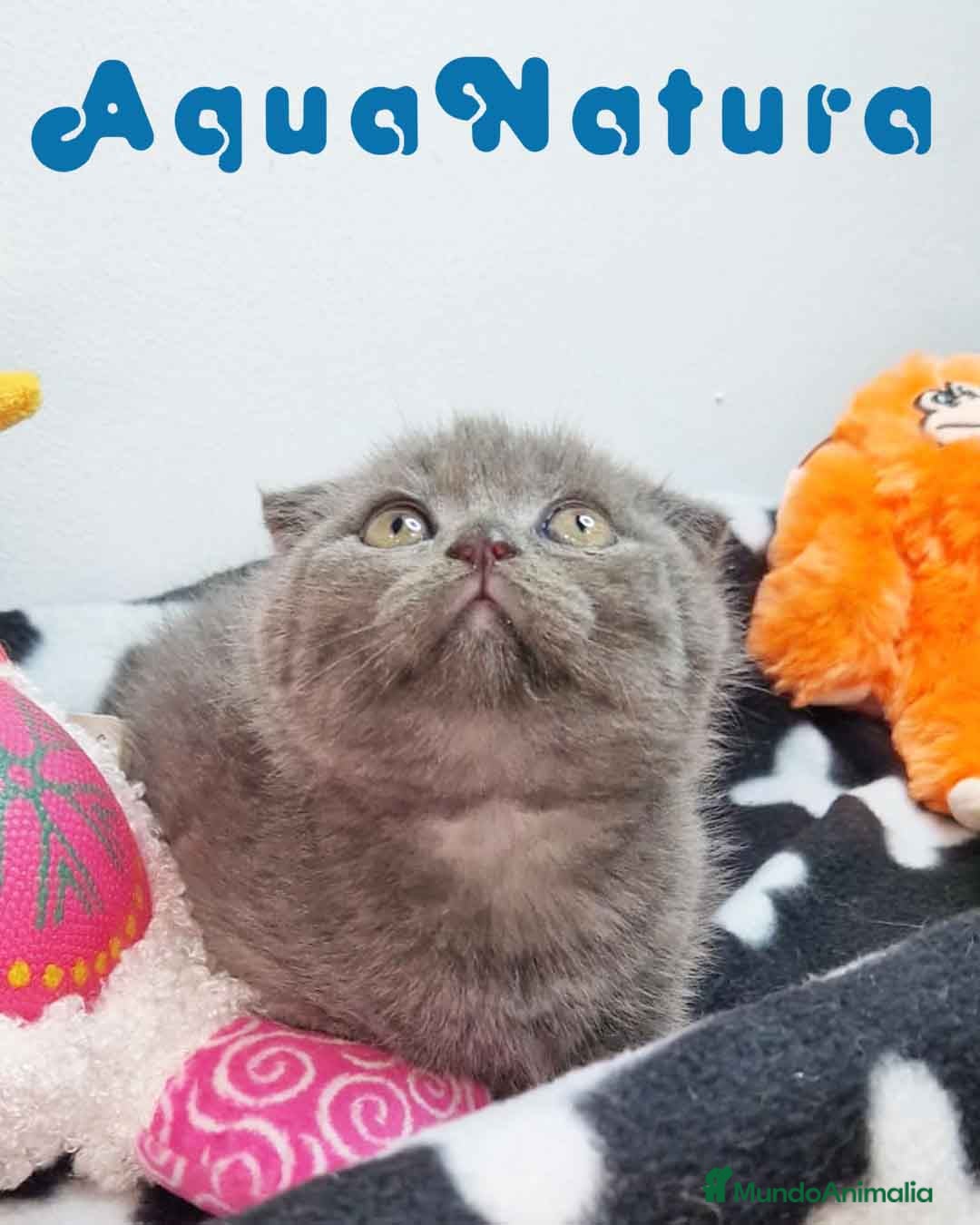 Scottish Fold gatos Scottish Fold Macho 9137 - AQUANATURA - Anuncio 1