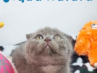 Scottish Fold gatos en Barcelona - Anuncio 12