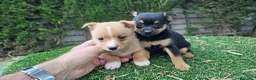 Raza Mixta perros en venta: Cachorritos mini toy - Anuncio 2
