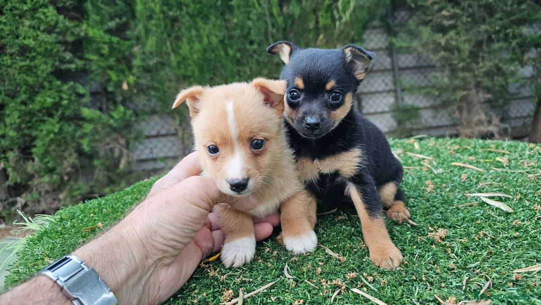 Raza Mixta perros en venta: Cachorritos mini toy - Anuncio 2