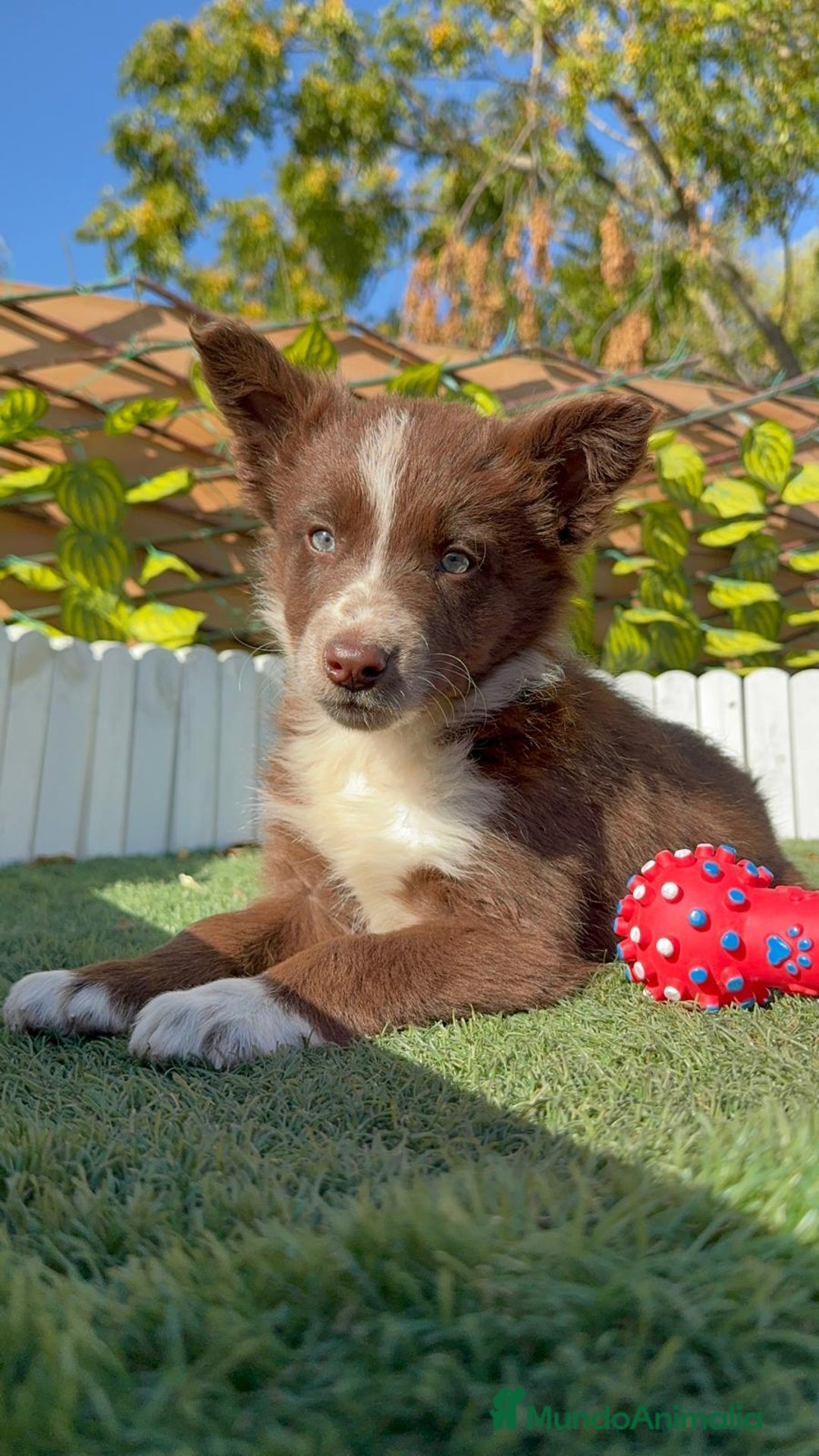 Border Collie perros en venta: BORDER COLLIE MACHO - Anuncio 6