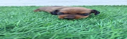 Teckel Miniatura perros en venta: Teckel Miniatura - Anuncio 4