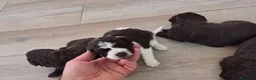 Perro de Agua Español perros en venta: Perros de agua español🩷🩵🐾 en Sevilla - Anuncio 4