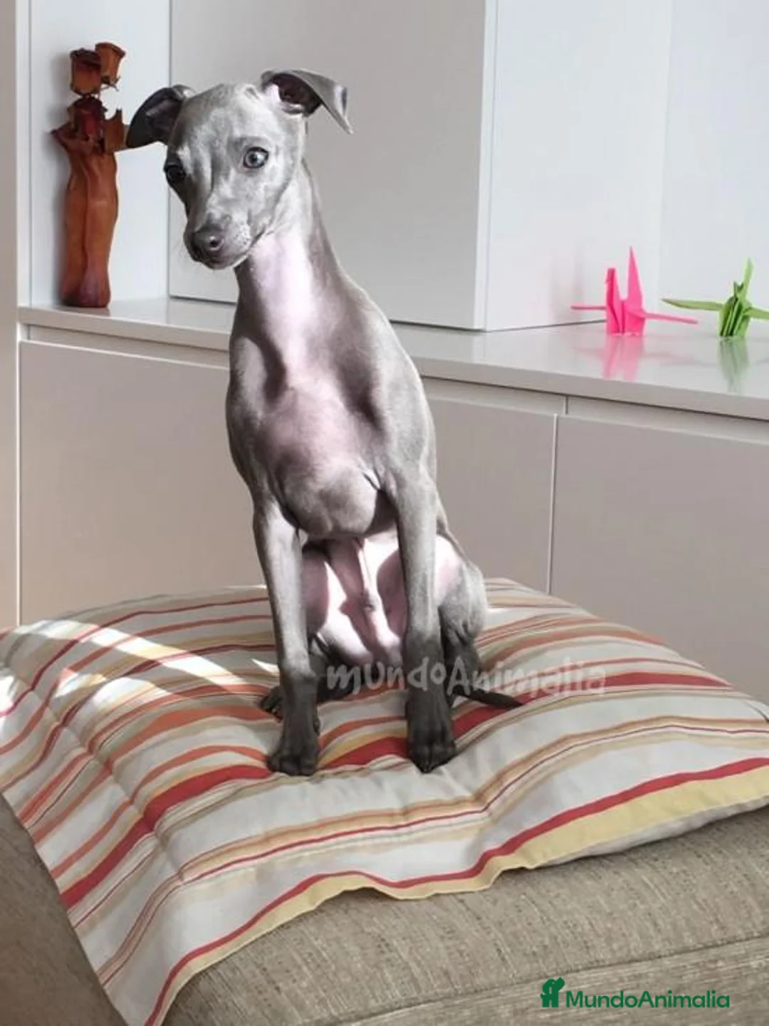 Imagen de galería {{count}}