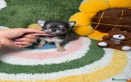 Chihuahua perros en venta: Chihuahua de Pelo Largo y Línea Rusa Exotico - Imagen 4