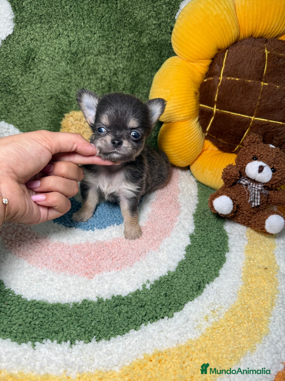 Chihuahua perros en venta: Chihuahua de Pelo Largo y Línea Rusa Exotico - Imagen 4
