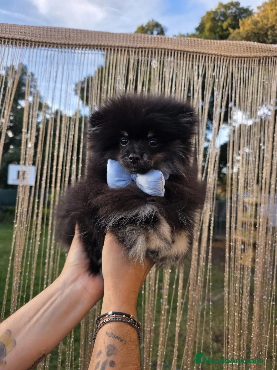 Pomerania perros en venta: Pomerania toy - Anuncio 1