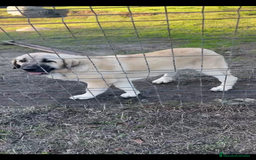 Mastín Español perros en venta: Cachorra de mastín español  - Imagen 1