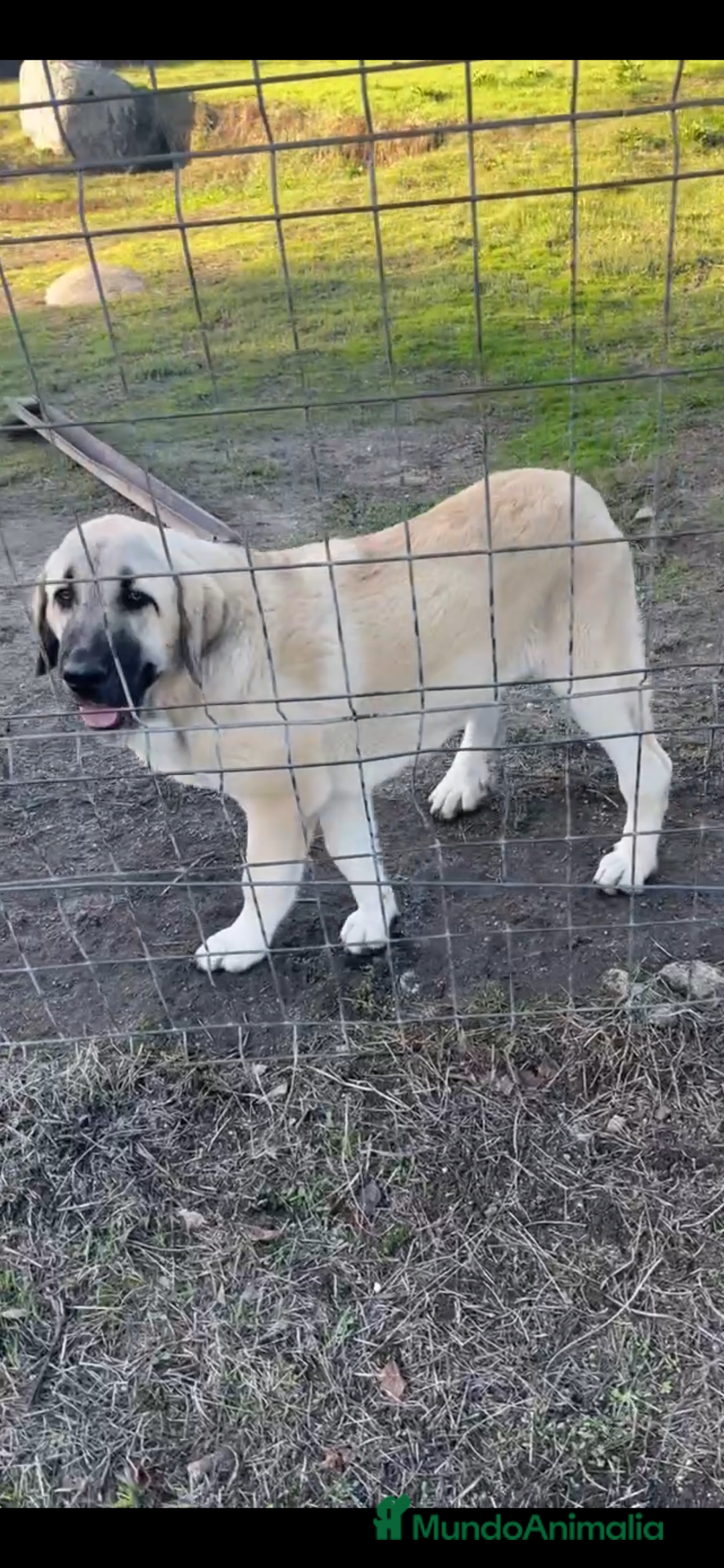 Mastín Español perros en venta: Cachorra de mastín español  - Imagen 1