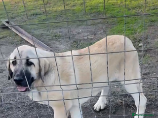 Mastín Español perros - Anuncio 3