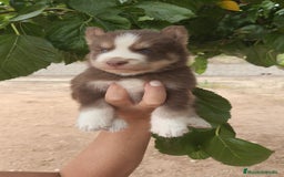 Husky Siberiano perros en venta: Husky  - Imagen 2