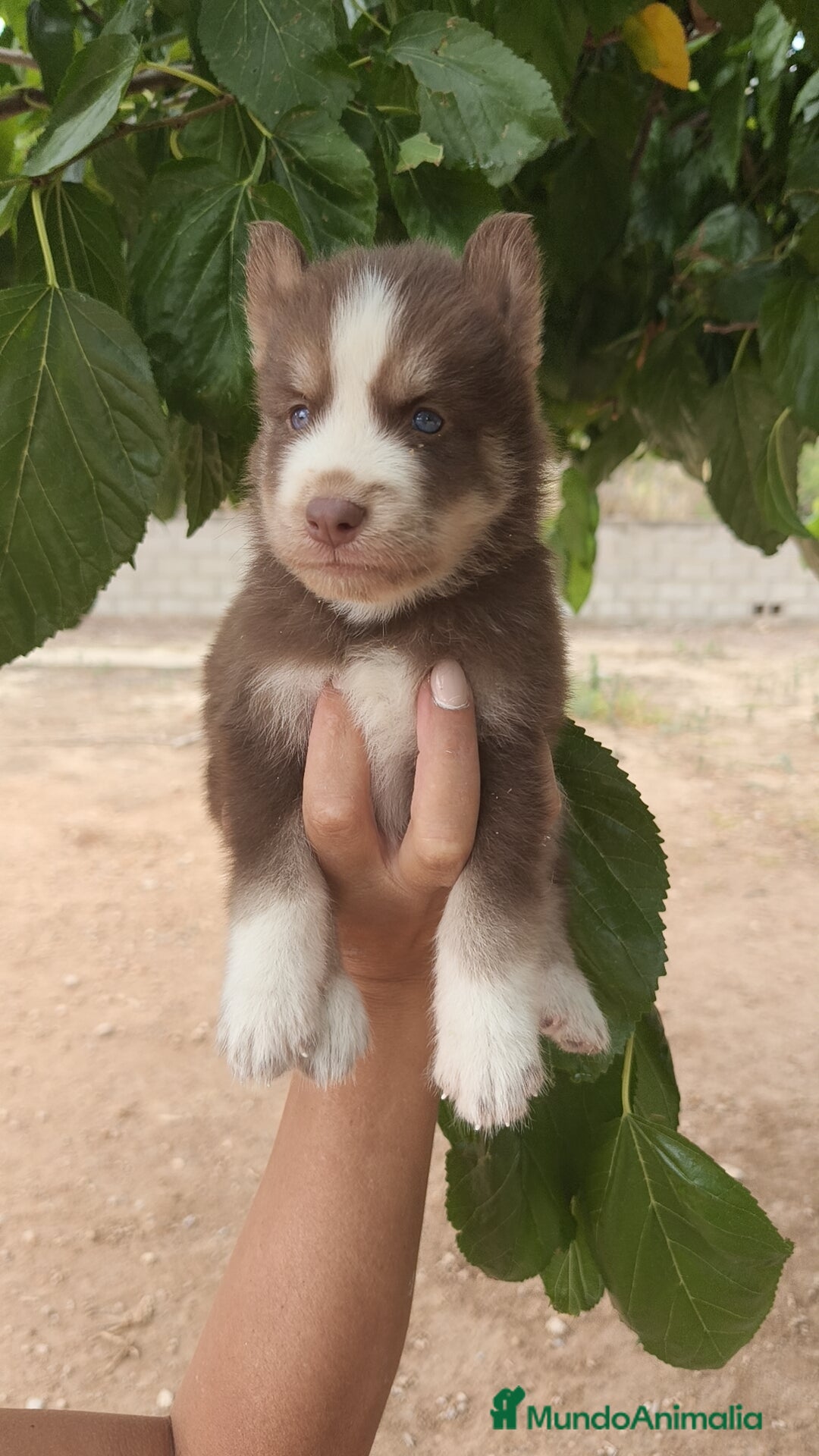 Husky Siberiano perros en venta: Husky  - Imagen 2