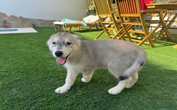 Husky Siberiano perros en venta: HUSKY Y LOBO ARTICO - Imagen 15