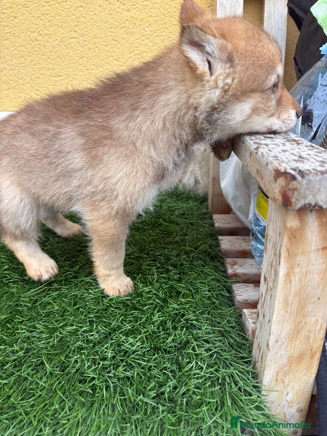 Perro Lobo de Saarloos perros en venta: Camada de Perro lobo Iberico impresionantes  - Anuncio 9