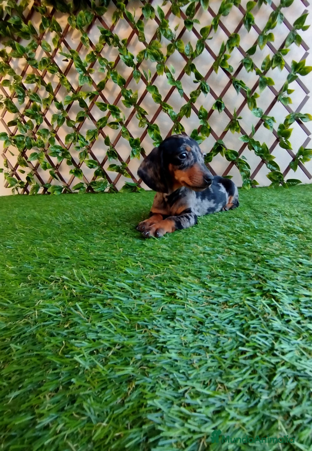 Teckel Miniatura perros en venta: Teckels miniatura  - Anuncio 5