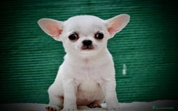 Chihuahua perros en venta: Chihuahuas toy cabeza de manzana - Imagen 7