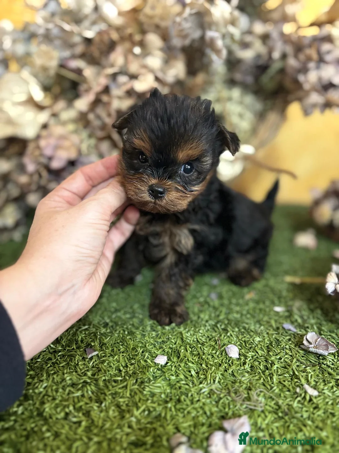 Yorkshire Terrier perros en venta: Yorkshire Toy fotos actuales hembra y macho !! - Anuncio 5