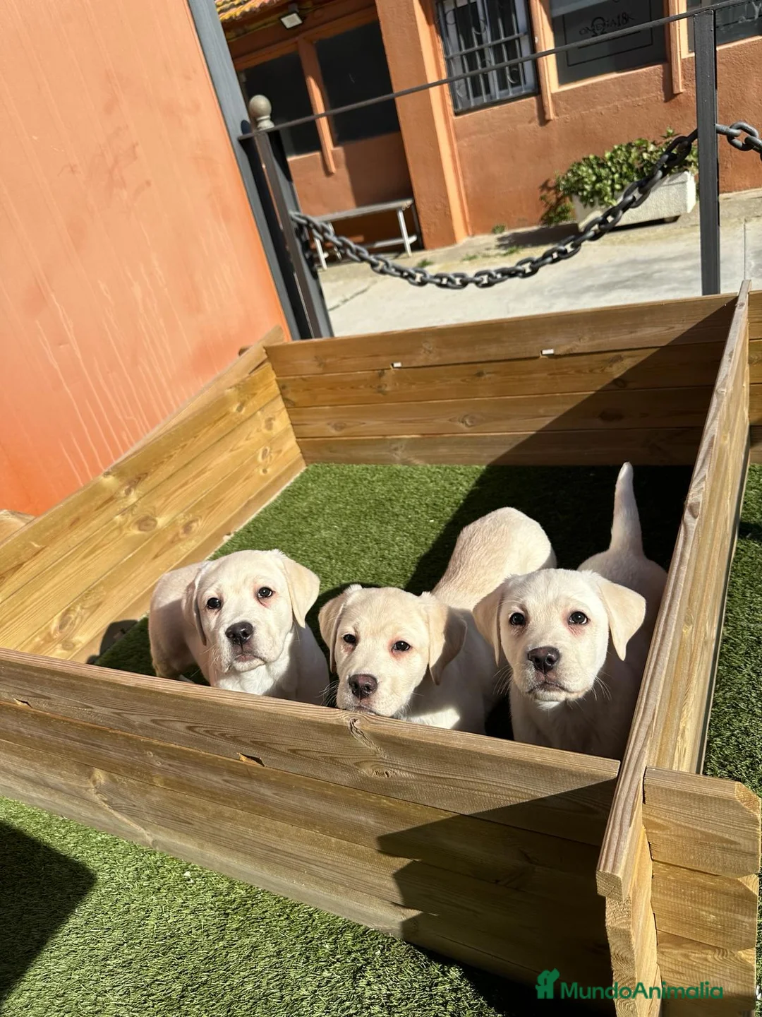 Labrador Retriever perros en venta: LABRADOR - Anuncio 1