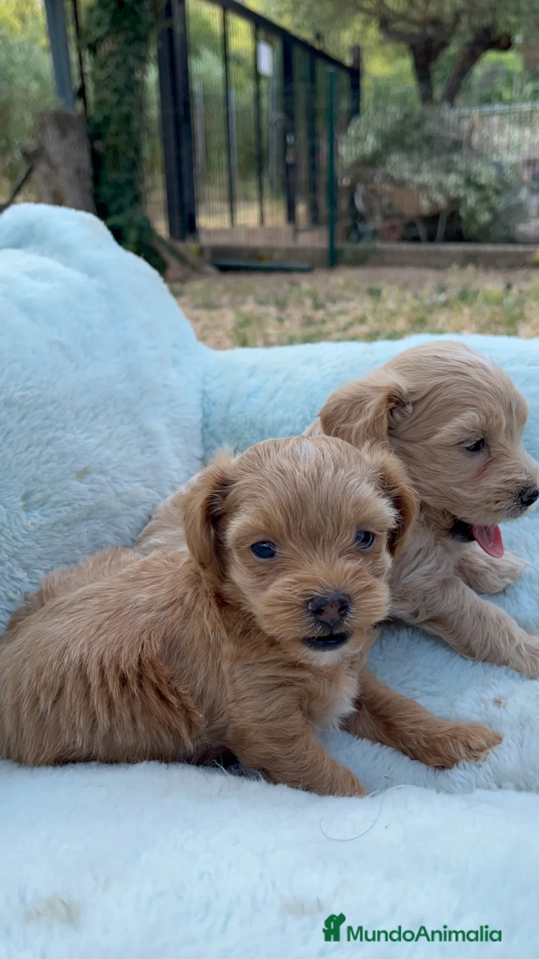 Maltipoo perros en venta: Maltipoo línea Premium 🌟 - Anuncio 2