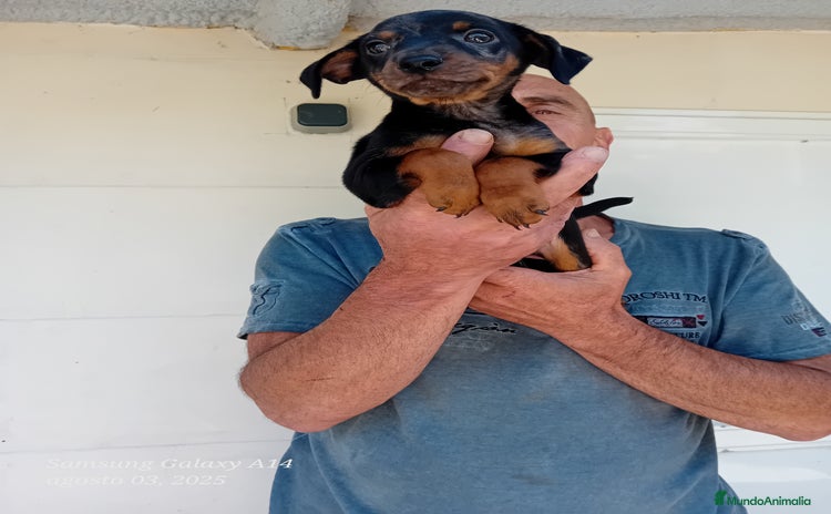 Pinscher Miniatura perros - Propaganda 1