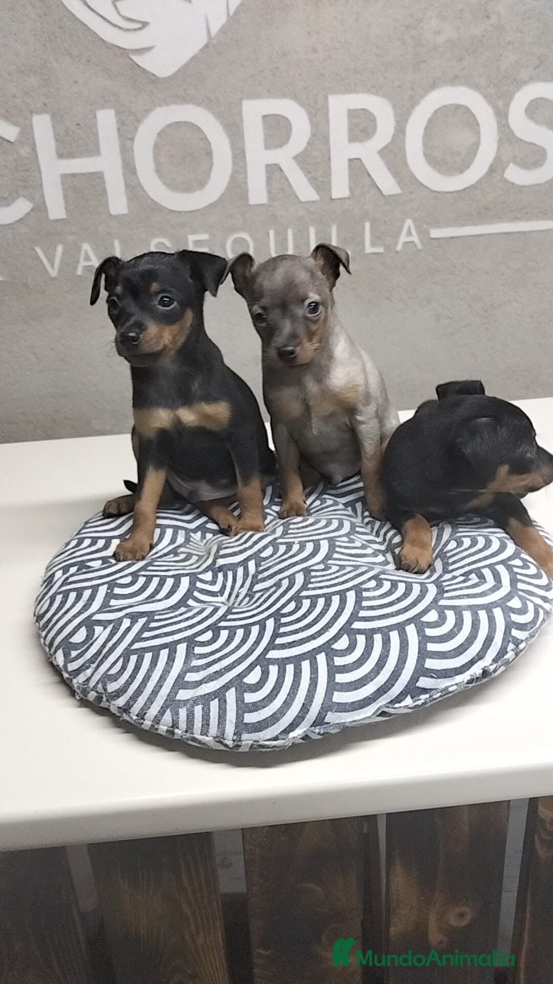 Pinscher Miniatura perros Mini pinscher - Anuncio 3