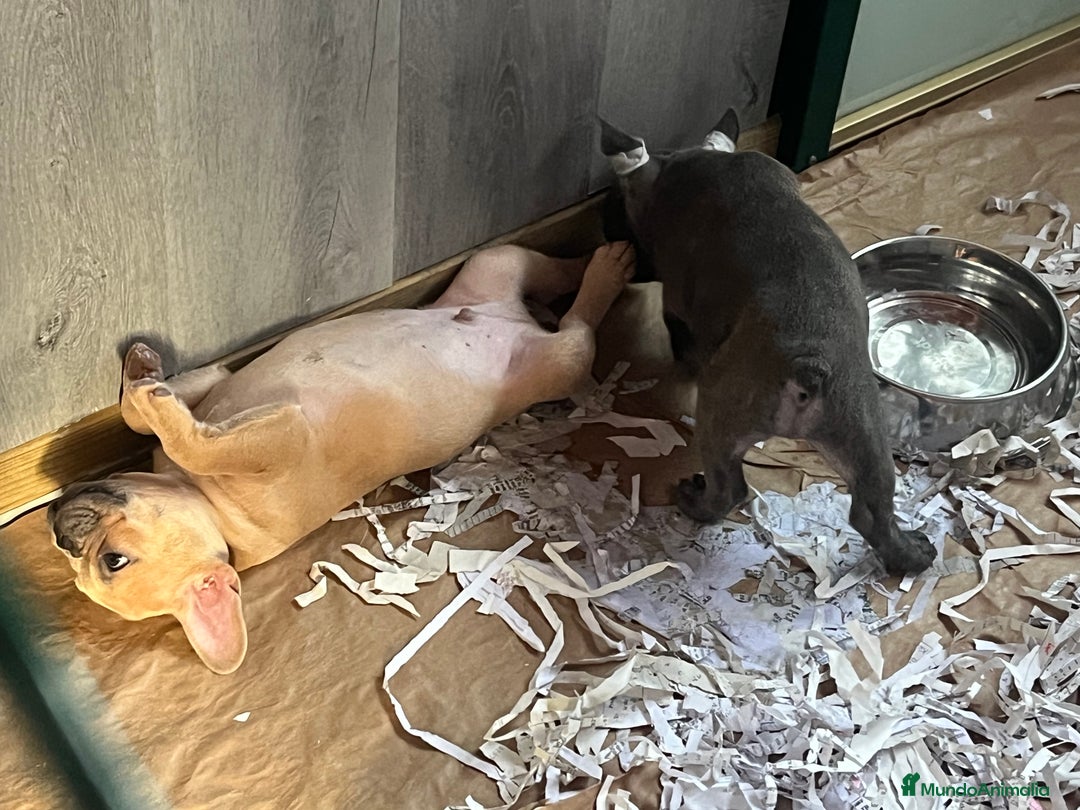 Bulldog Francés perros en venta: Bulldog Francés Caraby Benidorm  - Imagen 5