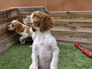 Épagneul Breton perros BRETONES - Anuncio 33